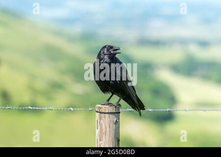 Brighton, Royaume-Uni. 26 juin 2021 : un corbeau à Devil's Dyke, près de Brighton, dans le parc national de South Downs, donnant sur le Weald de Sussex et l'escarpement de Fulking. Crédit : Andrew Hasson/Alamy Live News Banque D'Images