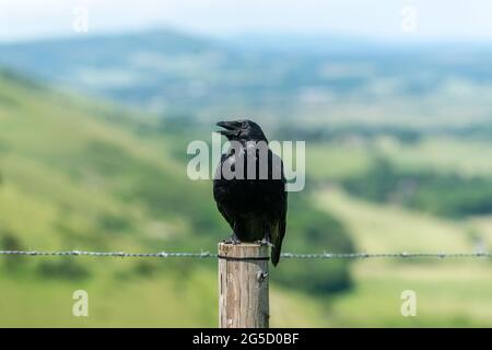 Brighton, Royaume-Uni. 26 juin 2021 : un corbeau à Devil's Dyke, près de Brighton, dans le parc national de South Downs, donnant sur le Weald de Sussex et l'escarpement de Fulking. Crédit : Andrew Hasson/Alamy Live News Banque D'Images