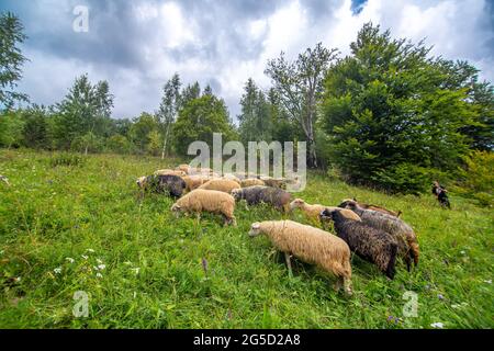 Le troupeau de moutons tombe dans le champ de collines vertes. Agriculture rurale. Banque D'Images