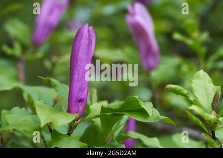 Détail de la fleur de Magnolia liiflora. Connu sous le nom de Lily Magnolia. Fleurs violettes entre les feuilles vertes. Banque D'Images