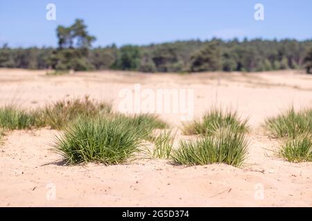 Dunes de sable avec gras en vue à l'avant et arbres hors vue à l'arrière (Veluwe, pays-Bas) Banque D'Images