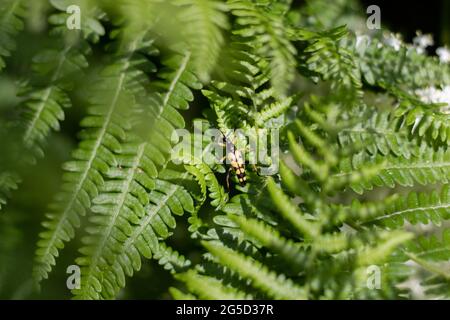 Un scarabée de guêpe assis sur des feuilles de fougères (Veluwe, pays-Bas) Banque D'Images