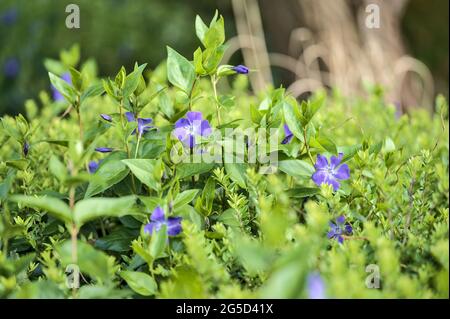 Belle vue lumineuse sur les fleurs bleues communes du periwinkle (Vinca Apocynaceae) utilisées en chromothérapie pour réduire la colère et l'anxiété, Ballawley Park, Dublin Banque D'Images