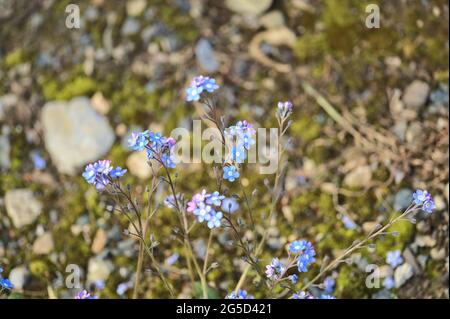 Belle vue rapprochée de printemps minuscules fleurs de bois Forget-me-not (Myosotis sylvatica) sur fond flou chaud à Ballawley Park, Dublin Irlande Banque D'Images