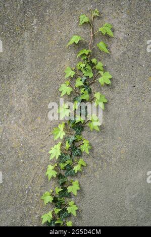 Belle vue verticale de près des feuilles de printemps de lierre (Hedera Helix) accrochant et grimpant sur le mur à Ballawley Park, Sandyford, Dublin Banque D'Images