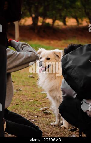 Chien au parc de chiens, amoureux des animaux Banque D'Images