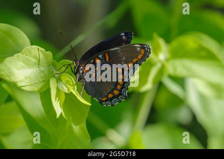 Le papillon rouge-tacheté violet amiral, Limenitis arthemis, a un motif rouge ou orange ventral côté de ses ailes. La face dorsale ou supérieure est bleue. Banque D'Images