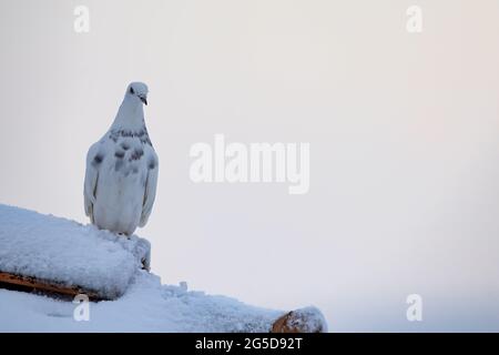 Pigeon blanc perché sur un toit enneigé Banque D'Images