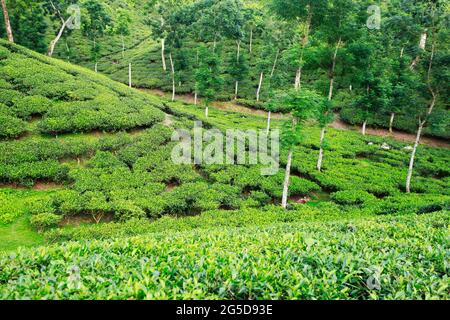 Moulvibazar, Bangladesh - 19 juin 2021 : vue panoramique sur le jardin de thé de Srimangal à Moulvibazar. Srimangal est appelé la capitale du thé de Banglad Banque D'Images