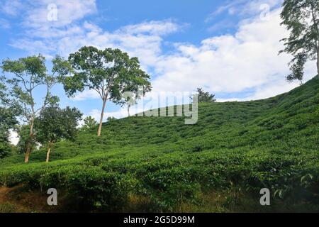 Moulvibazar, Bangladesh - 19 juin 2021 : vue panoramique sur le jardin de thé de Srimangal à Moulvibazar. Srimangal est appelé la capitale du thé de Banglad Banque D'Images