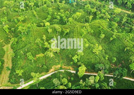 Moulvibazar, Bangladesh - 19 juin 2021 : vue panoramique sur le jardin de thé de Srimangal à Moulvibazar. Srimangal est appelé la capitale du thé de Banglad Banque D'Images