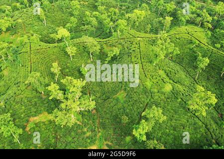 Moulvibazar, Bangladesh - 19 juin 2021 : vue panoramique sur le jardin de thé de Srimangal à Moulvibazar. Srimangal est appelé la capitale du thé de Banglad Banque D'Images