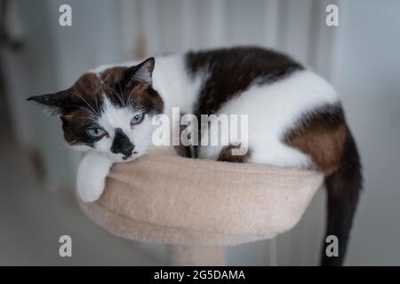 chat noir et blanc avec des yeux bleus sur un lit Banque D'Images