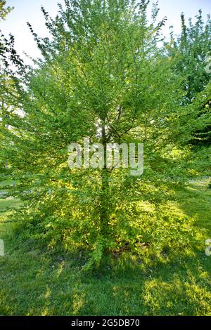 Charme croissant sur le vert du village Banque D'Images