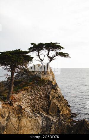 Le cyprès solitaire de Californie Banque D'Images