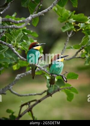 Guêpier d'Europe Merops apiaster ( ) est assis sur une branche Banque D'Images