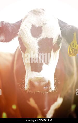 Vue rapprochée d'une vache blanche et noire dans un champ Banque D'Images