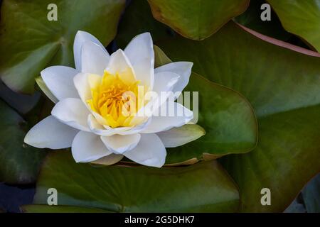 Gros plan d'une grande fleur de nénuphars dans un étang de jardin. Banque D'Images