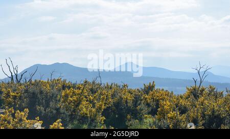 Vue panoramique depuis le sommet de Bray Head, comté de Wicklow, Irlande. Paysage côtier d'été. Banque D'Images