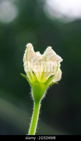 La Calabash, également connue sous le nom de gourde bouteille, gourde à fleurs blanches, melon long, haricot de Nouvelle Guinée et haricot de Tasmanie, est une vigne cultivée pour ses fruits. Banque D'Images