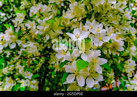 le pommier blanc fleurit sur un fond de feuilles vertes. le pommier est dans le fond de printemps bloom.bright, Banque D'Images