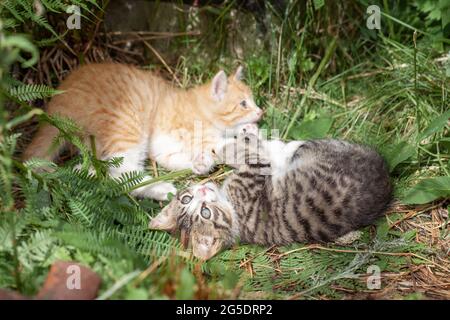 Joli joli chaton rayé ayant du plaisir sur vert prairie d'été Banque D'Images