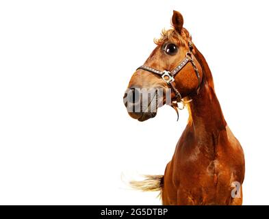 Heureux confiant tête drôle d'un cheval, isolé Banque D'Images