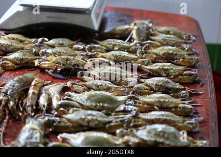 Crabe de mer pour cuisiner sur glace. Banque D'Images