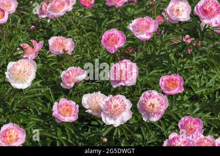 Peony Neon - l'un des plus populaires 'japonais'! Les inflorescences sont de couleur rose-lilas à deux rangées, en forme de tasse. Banque D'Images