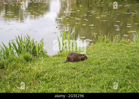 Herbes nutria sauvages mangeant sur la rive de l'étang de pêche de Savica dans la ville de Zagreb Banque D'Images