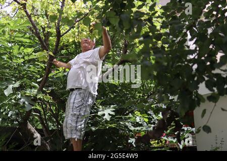 Le jardinier vérifie la santé des fruits dans le jardin à l'abricot lors d'une chaude journée d'été Banque D'Images