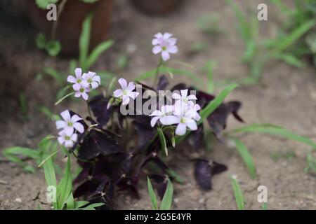 Belles fleurs violettes avec de petites têtes de fleurs et des feuilles pourpres sombres dans un jardin par une belle journée d'été Banque D'Images