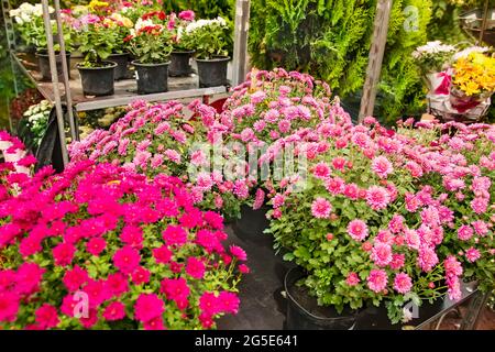 pots aux chrysanthèmes fleuris dans la serre d'un fleuriste. Plantes ornementales en croissance à vendre. Jardinage et décoration intérieure et urbaine Banque D'Images