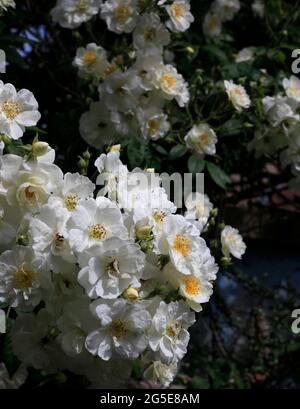 « Rector » de la rose blanche du Yorkshire dans le jardin anglais Banque D'Images