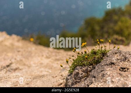 Champ d'herbe avec de petites fleurs sur la rive du lac Nonthue, parc national de Lanin, Argentine. Banque D'Images