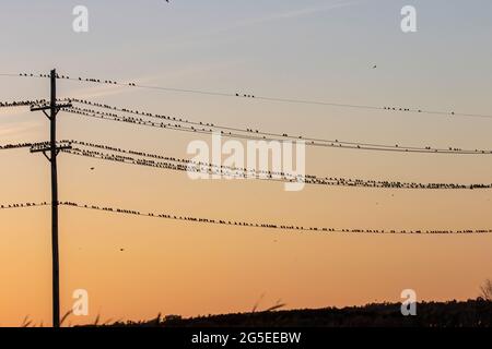 Après avoir quitté le nid, de jeunes oiseaux noirs à ailes rouges se rassemblent dans de grandes troupeaux Banque D'Images