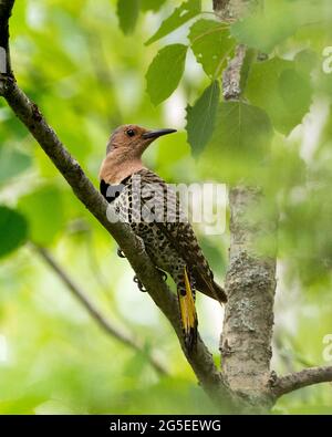 Oiseau femelle de Northern Flicker perché sur une branche avec un fond vert flou dans son environnement et son habitat pendant l'accouplement de la saison des oiseaux. Oiseau de scintillement. Banque D'Images