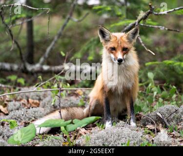 Vue en gros plan du renard roux assis sur de la mousse blanche et regardant la caméra avec un arrière-plan de forêt flou dans son environnement et son habitat. Fox image. Image Banque D'Images