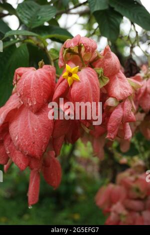 Mussaenda pubescens avec un fond naturel. Aussi appelé Nusa Indah, sang d'Ashanti, Bois de chien tropical Banque D'Images