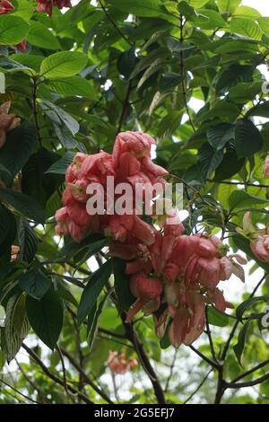 Mussaenda pubescens avec un fond naturel. Aussi appelé Nusa Indah, sang d'Ashanti, Bois de chien tropical Banque D'Images