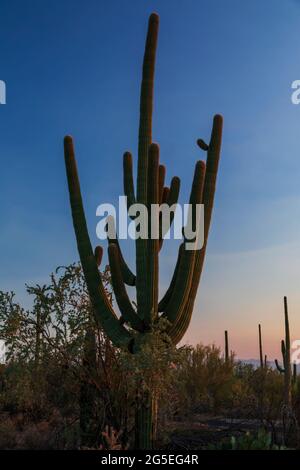 Saguaro Cactus (Carnegiea gigantea) dans le parc national de Saguaro, Arizona Banque D'Images