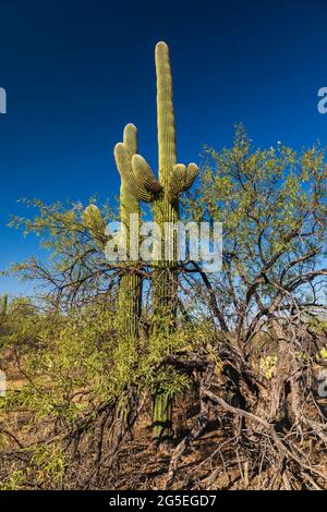 Saguaro Cactus (Carnegiea gigantea) dans le parc national de Saguaro, Arizona Banque D'Images