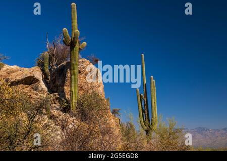 Saguaro Cactus (Carnegiea gigantea) dans le parc national de Saguaro, Arizona Banque D'Images