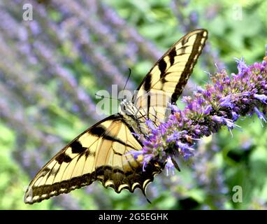 Une vue unique d'un papillon à queue d'aronde de tigre de l'est (Papilio glaucus) révélant son dessous alors qu'il se nourrit d'un Hyssop anis (Agastache foeniculum Banque D'Images