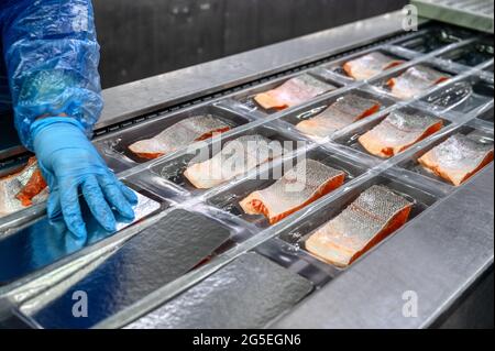 Le travailleur place les morceaux et les coins de saumon par remettez le convoyeur dans les plateaux pour l'emballage sous vide Banque D'Images