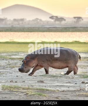 Grand hippopotame mâle marchant sur un sol sablonneux avec de l'herbe, le plan d'eau et la colline dans le backgound au parc national d'Amboseli au Kenya. (Hippopotame amphibius) Banque D'Images