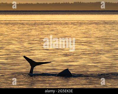 Baleine à bosse, Megaptera novaeangliae, fluke près du parc national de Glacier Bay, Alaska, États-Unis Banque D'Images