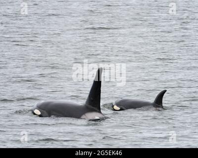 T100 gousse de l'épaulard de Bigg, Orcinus orca, dans le passage intérieur du sud-est de l'Alaska, États-Unis Banque D'Images