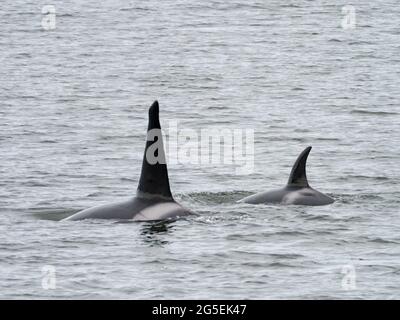 T100 gousse de l'épaulard de Bigg, Orcinus orca, dans le passage intérieur du sud-est de l'Alaska, États-Unis Banque D'Images