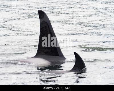 T100 gousse de l'épaulard de Bigg, Orcinus orca, dans le passage intérieur du sud-est de l'Alaska, États-Unis Banque D'Images